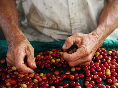 Colombia Coffee Region