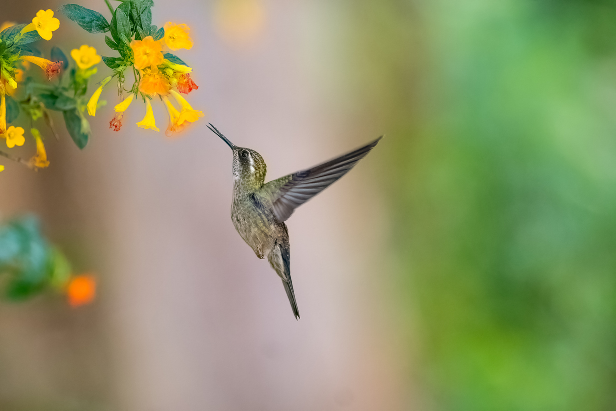Green throated mountain gem feeding on flowers Green throated mountain gem feeding on flowers