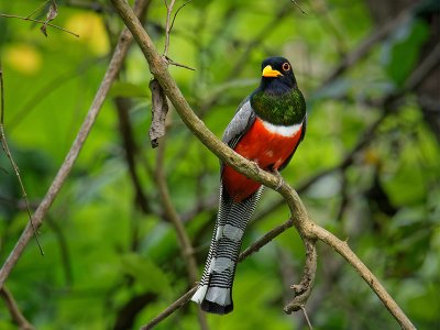 Elegant Trogon bird, Guatemala