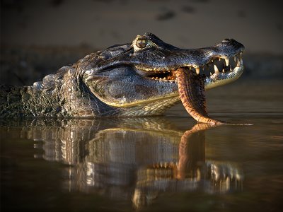 Black caiman