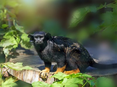 Golden-handed tamarin