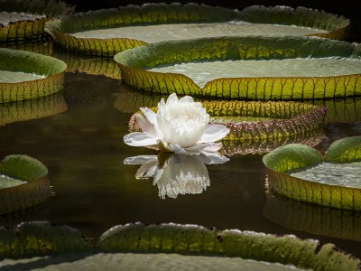 Giant Amazon Waterlily