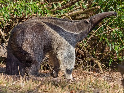 Giant Anteater