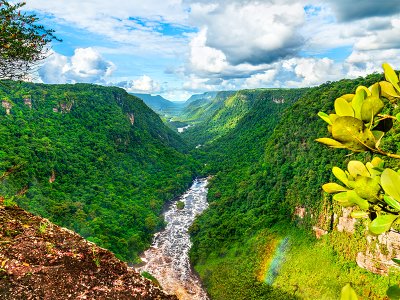 Kaieteur Falls rainforest