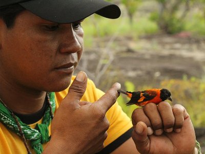 Red Siskin Conservation