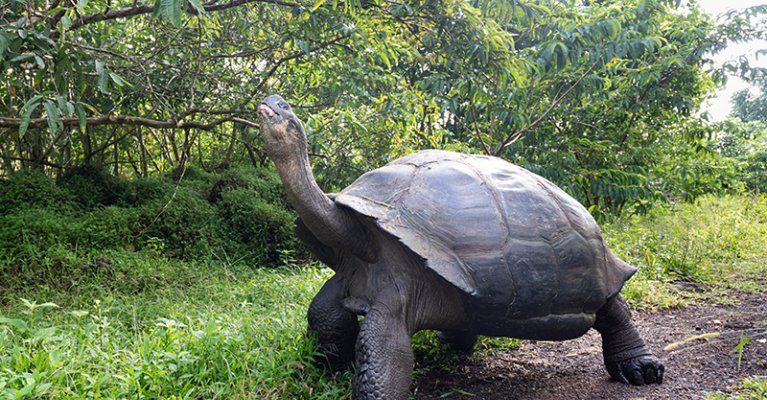 Galapagos Discovery