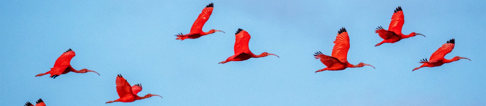 Scarlet Ibis