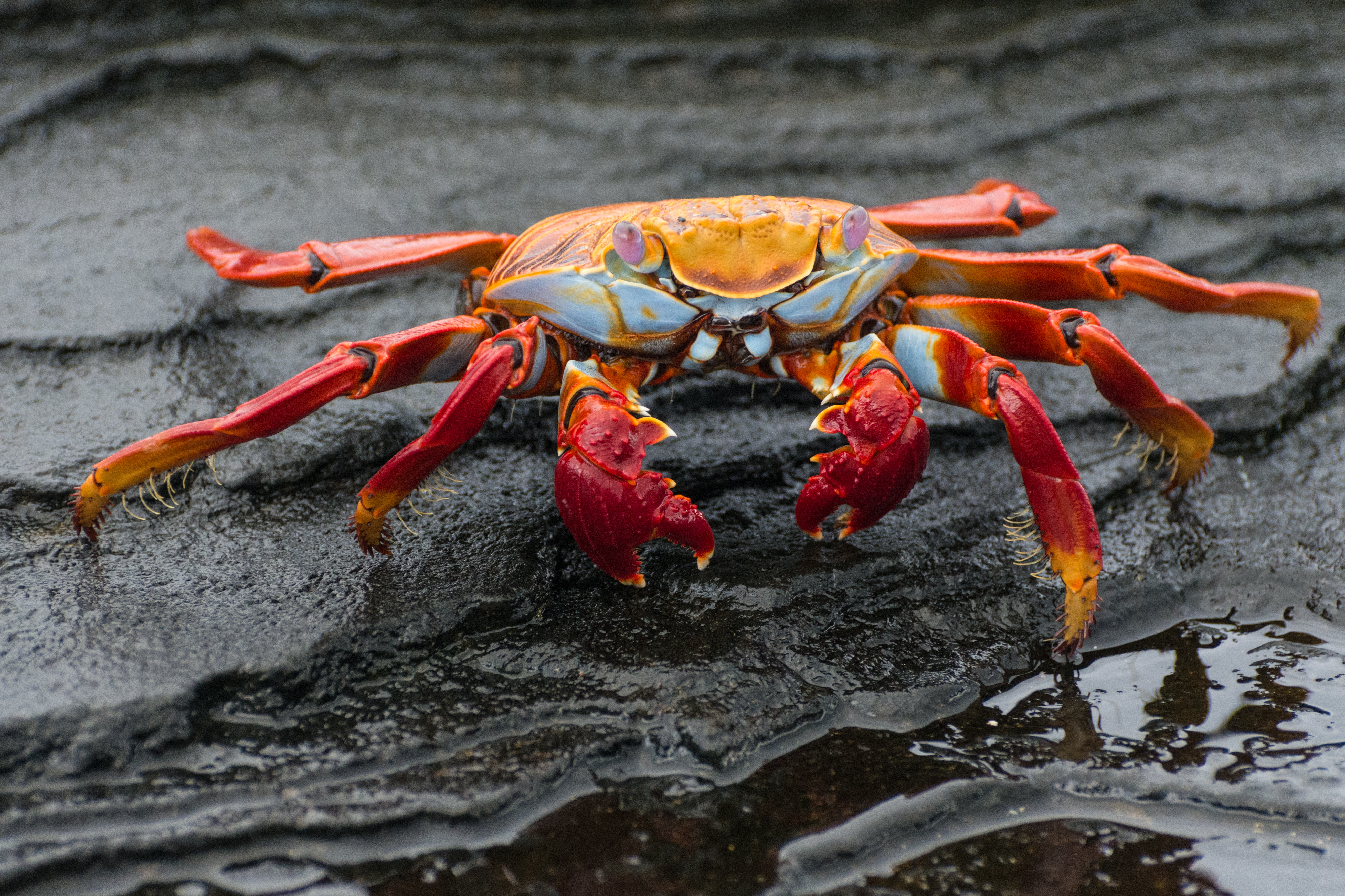 Galapagos_Sally Lightfoot Crab