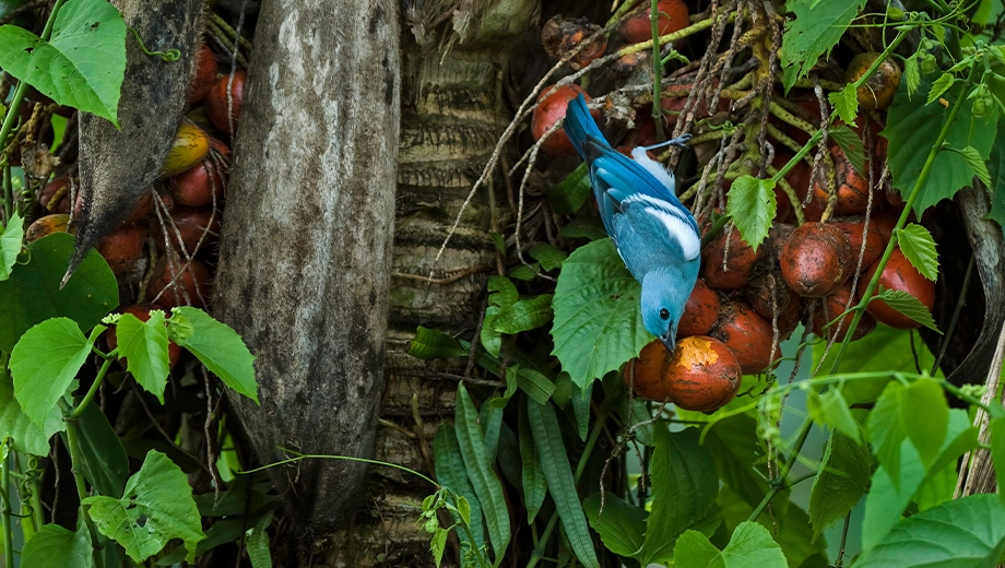 Ecuador_Tena_Blue-gray tananger feeding