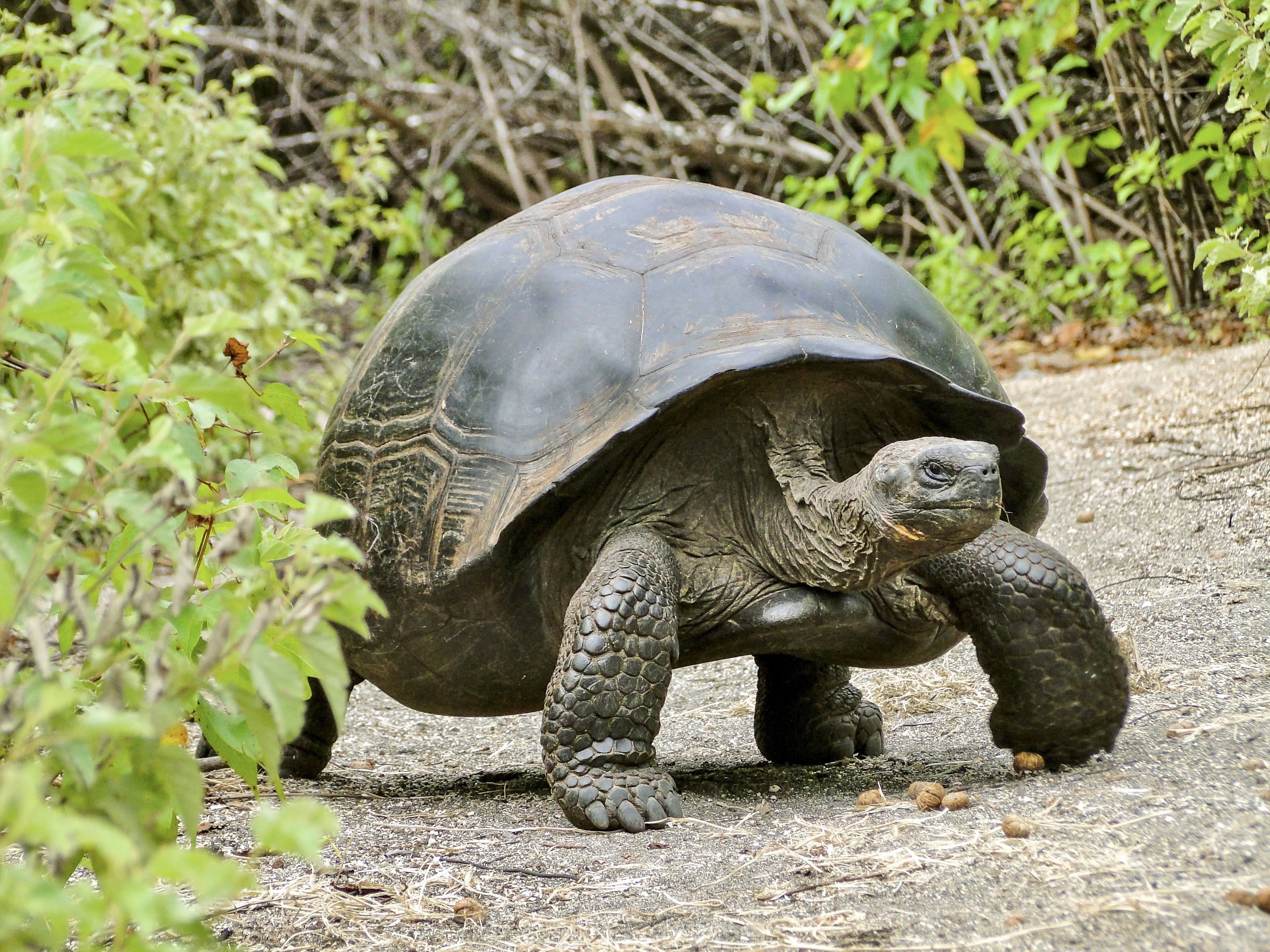 Galapagos_Giant_Tortoise