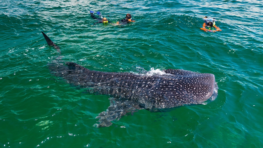 Swimming with whale sharks, Isla Holbox