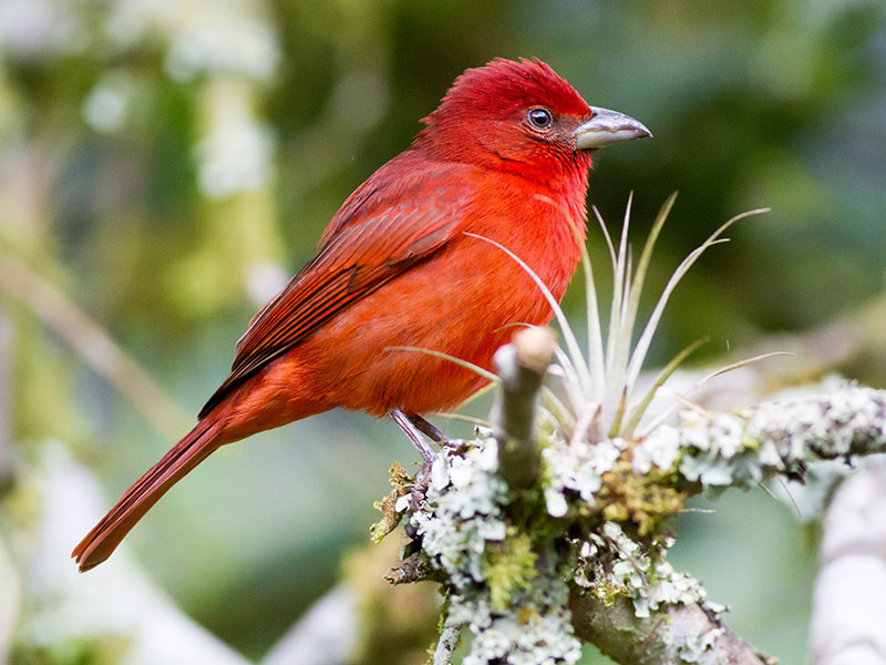 Tanager Bird Colombia