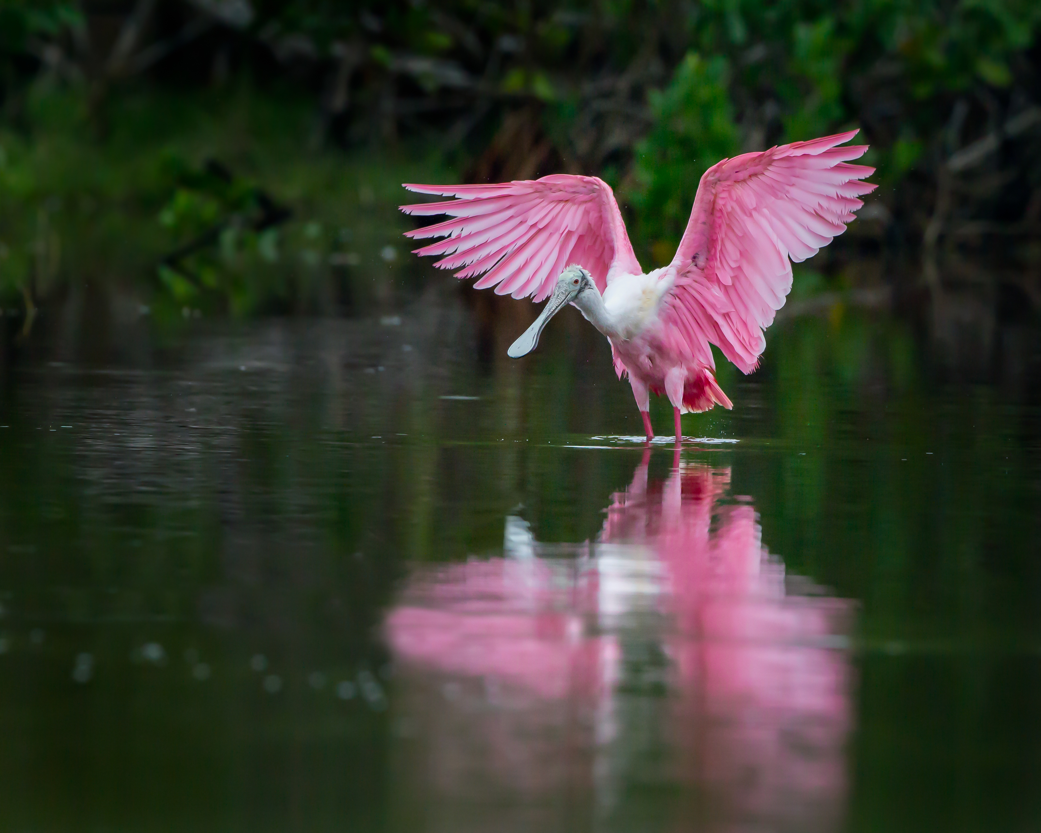 Paraguay_Roseat_Spoonbill