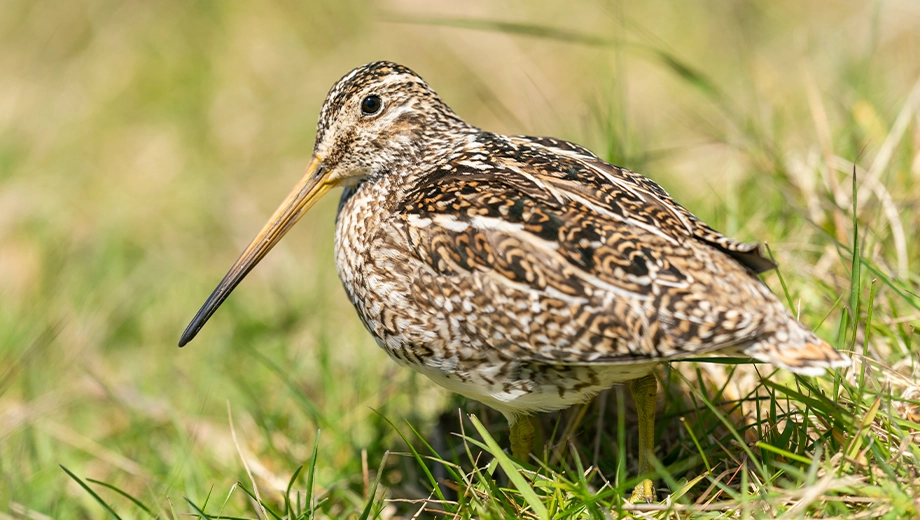 Falklands_Magellanic Snipe