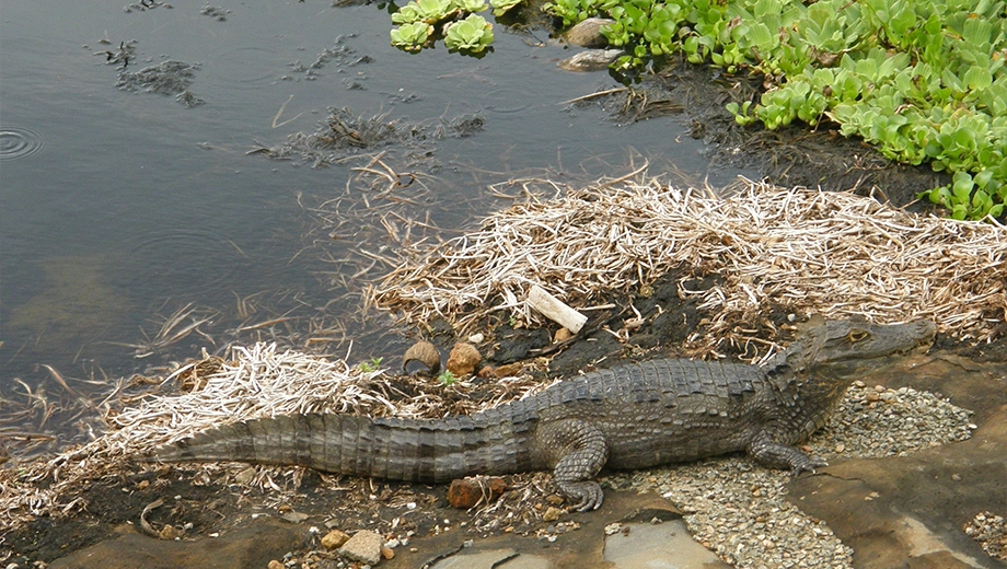 Black caiman next to water lettuce in a pond