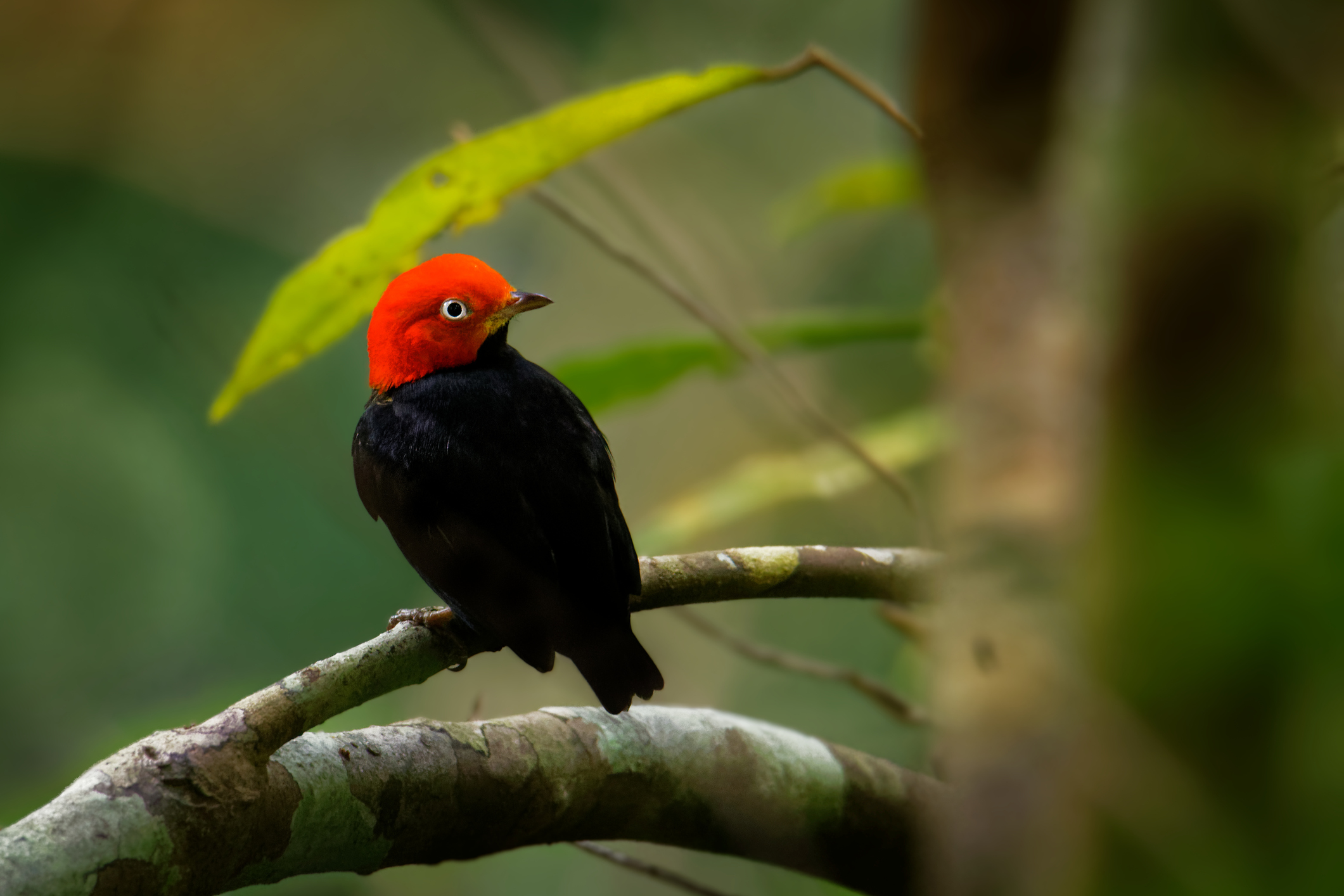 Red-capped manakin,