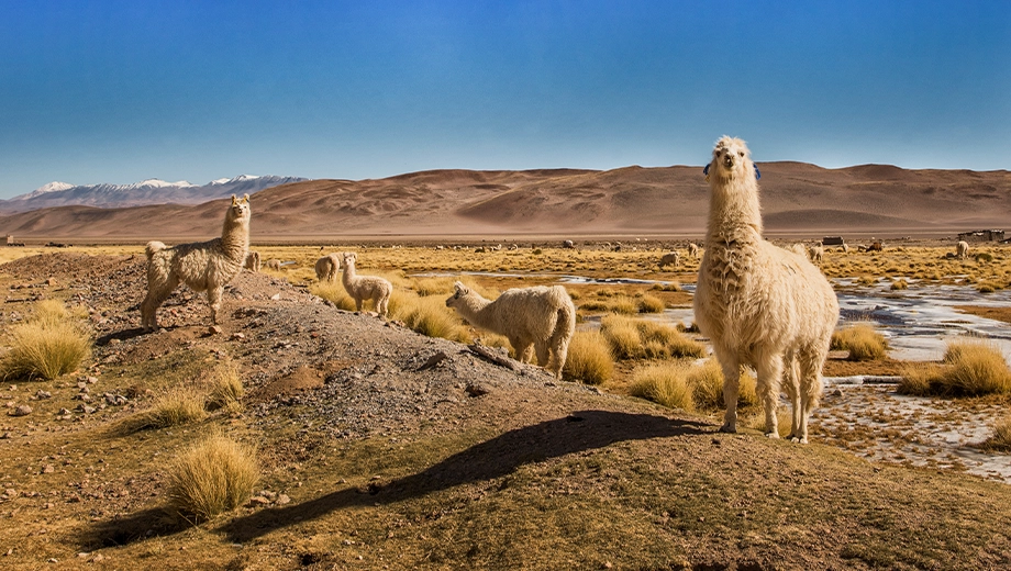 Llamas in Salta