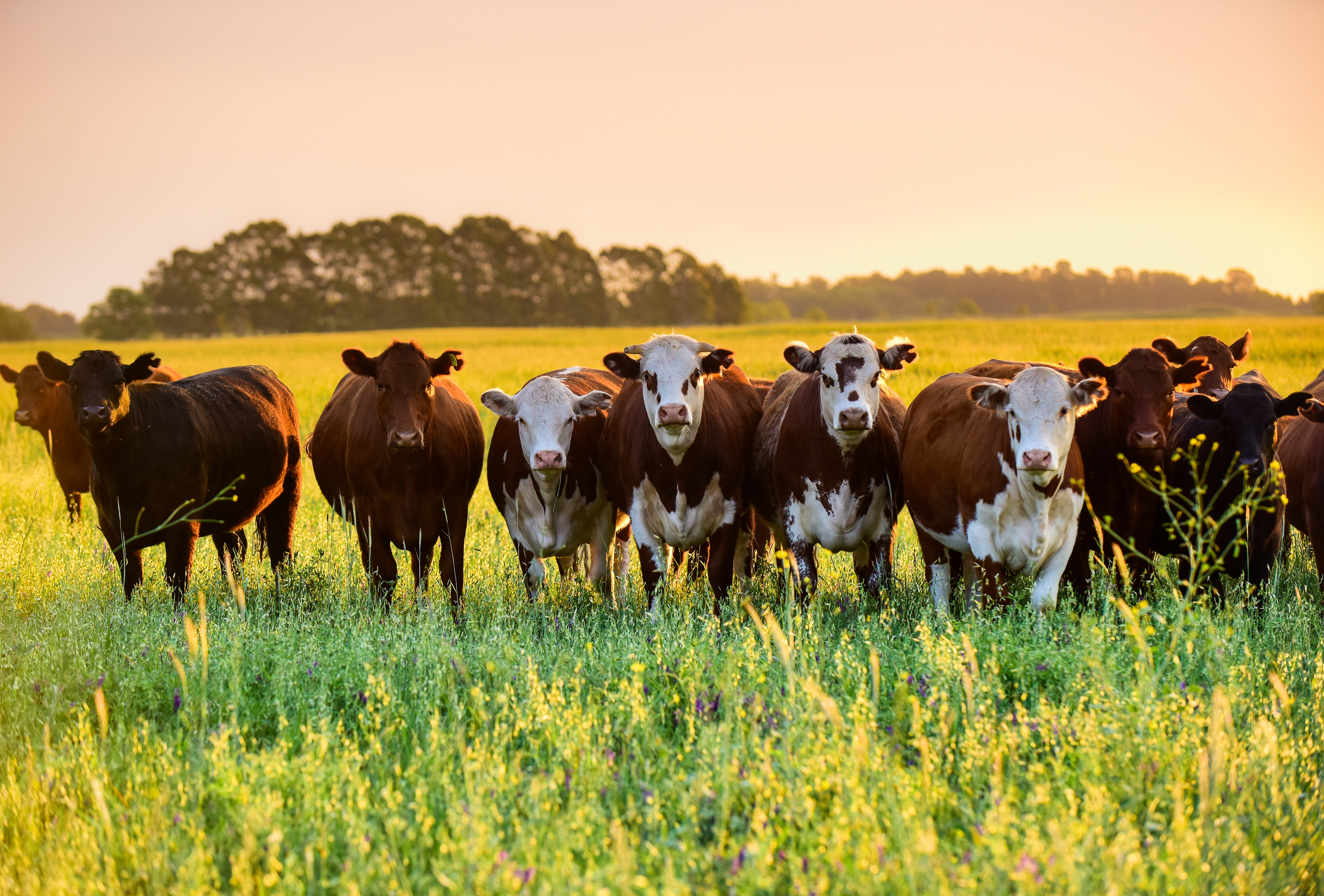 Argentina Pampas Cows