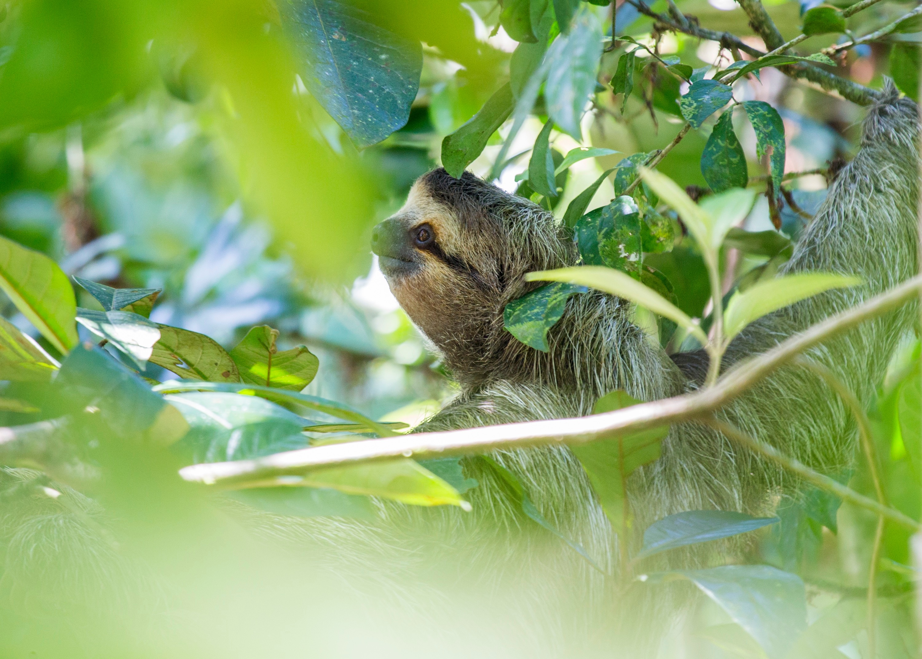 Panama_Brown_Throated_Sloth