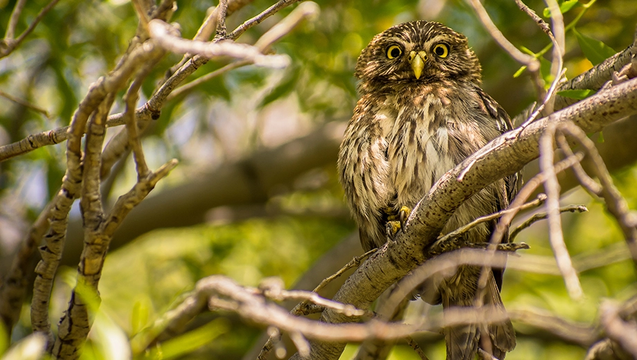 Owl, Los Alerces National Park