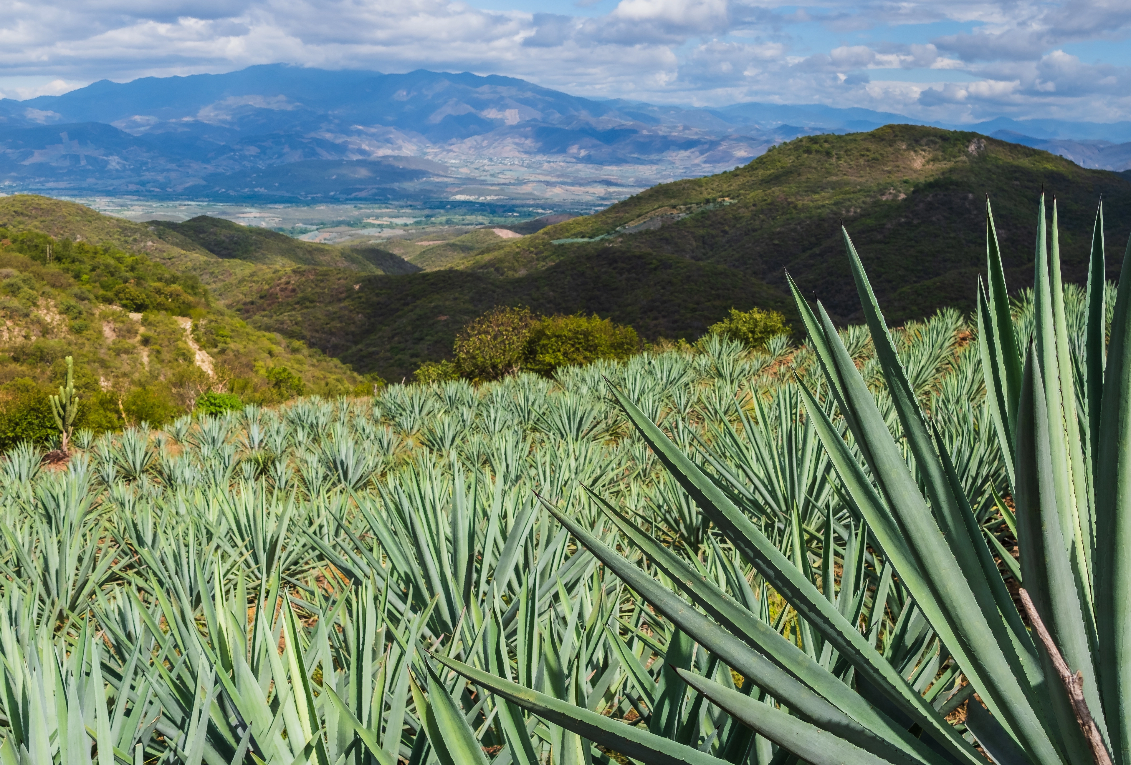 Agave plantation for mezcal