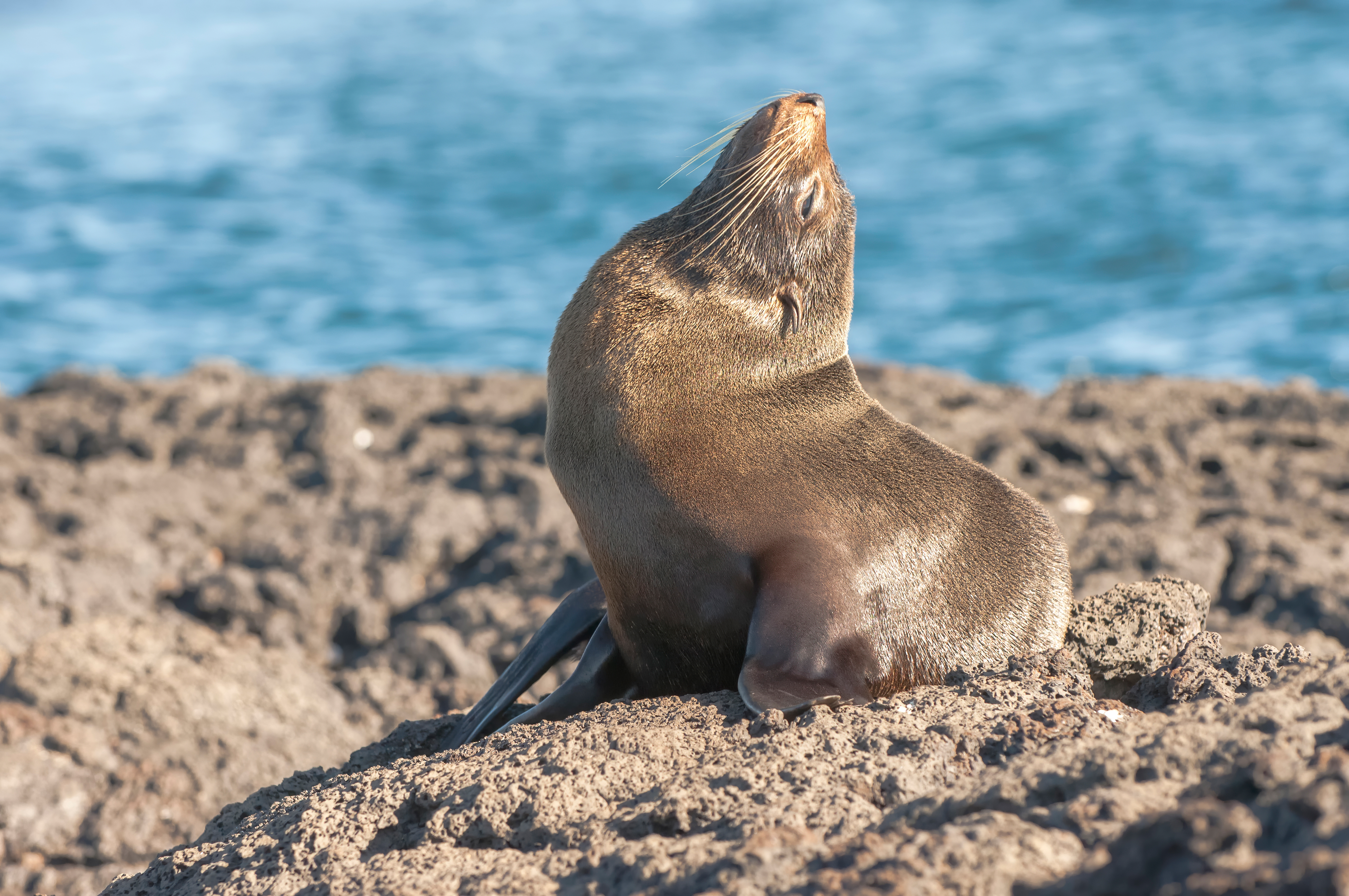 Galapagos_Fur_Seal