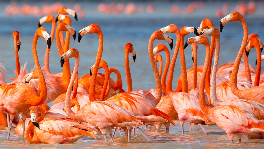 Caribbean flamingos, Celestun