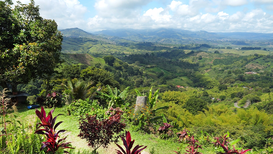 Landscape Coffee Region