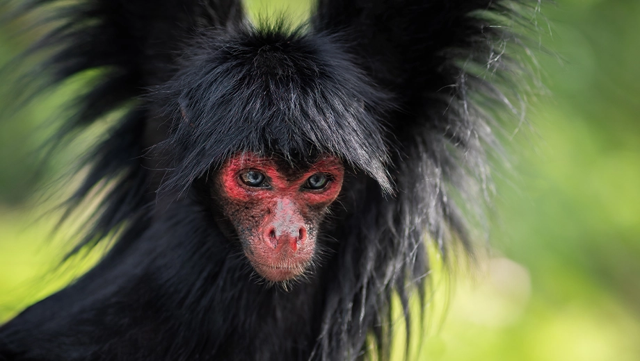 Guyana_Red Faced Spider Monkey