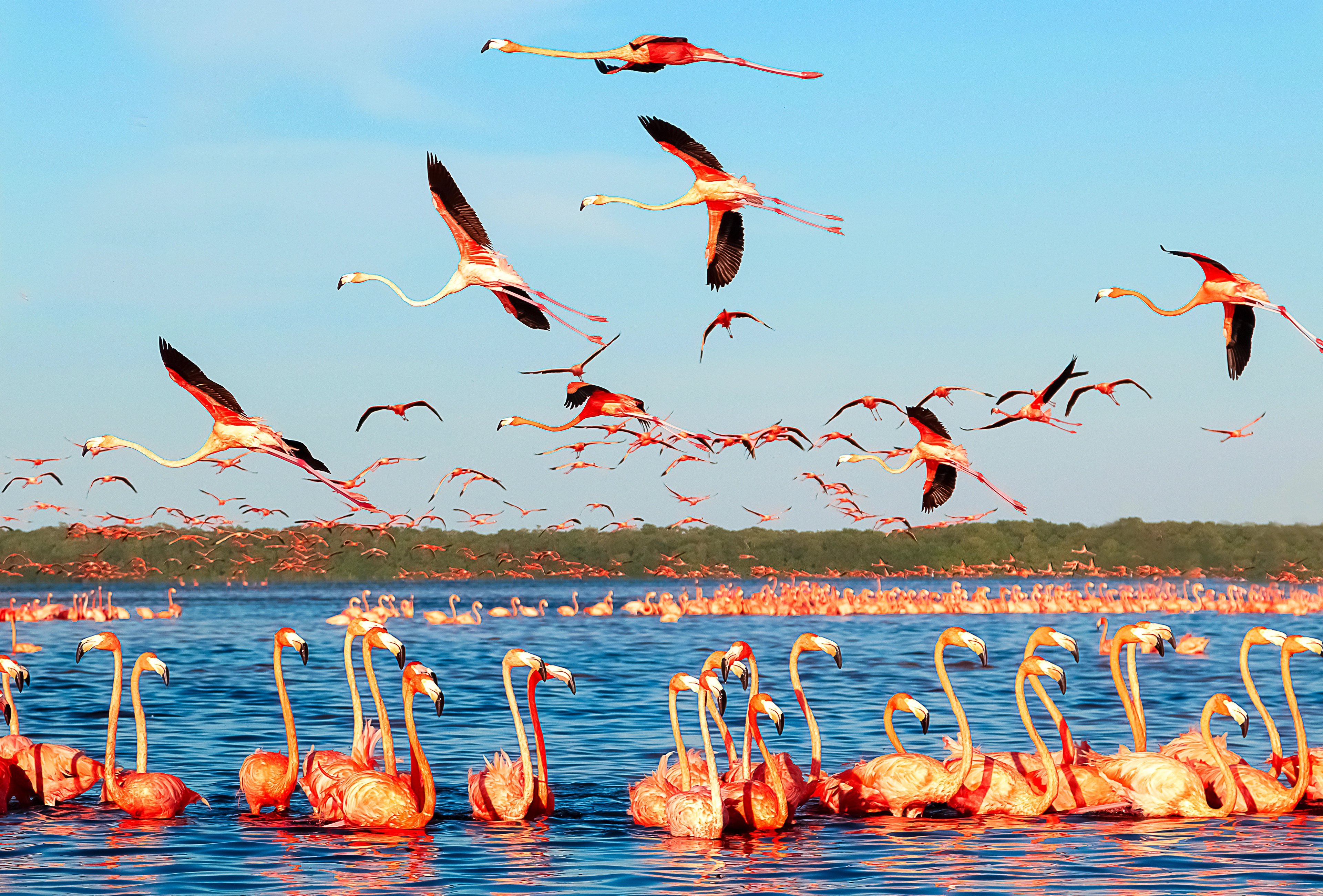 Flamingos, Celestun National Park