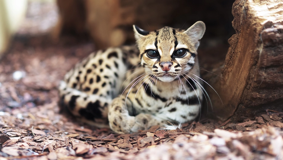 Margay or Tree ocelot, Guyana