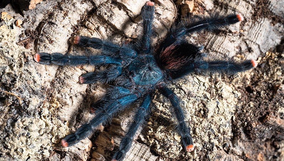 Guyana pinktoe tarantula