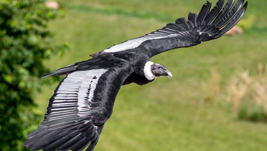 Andean condor close-up