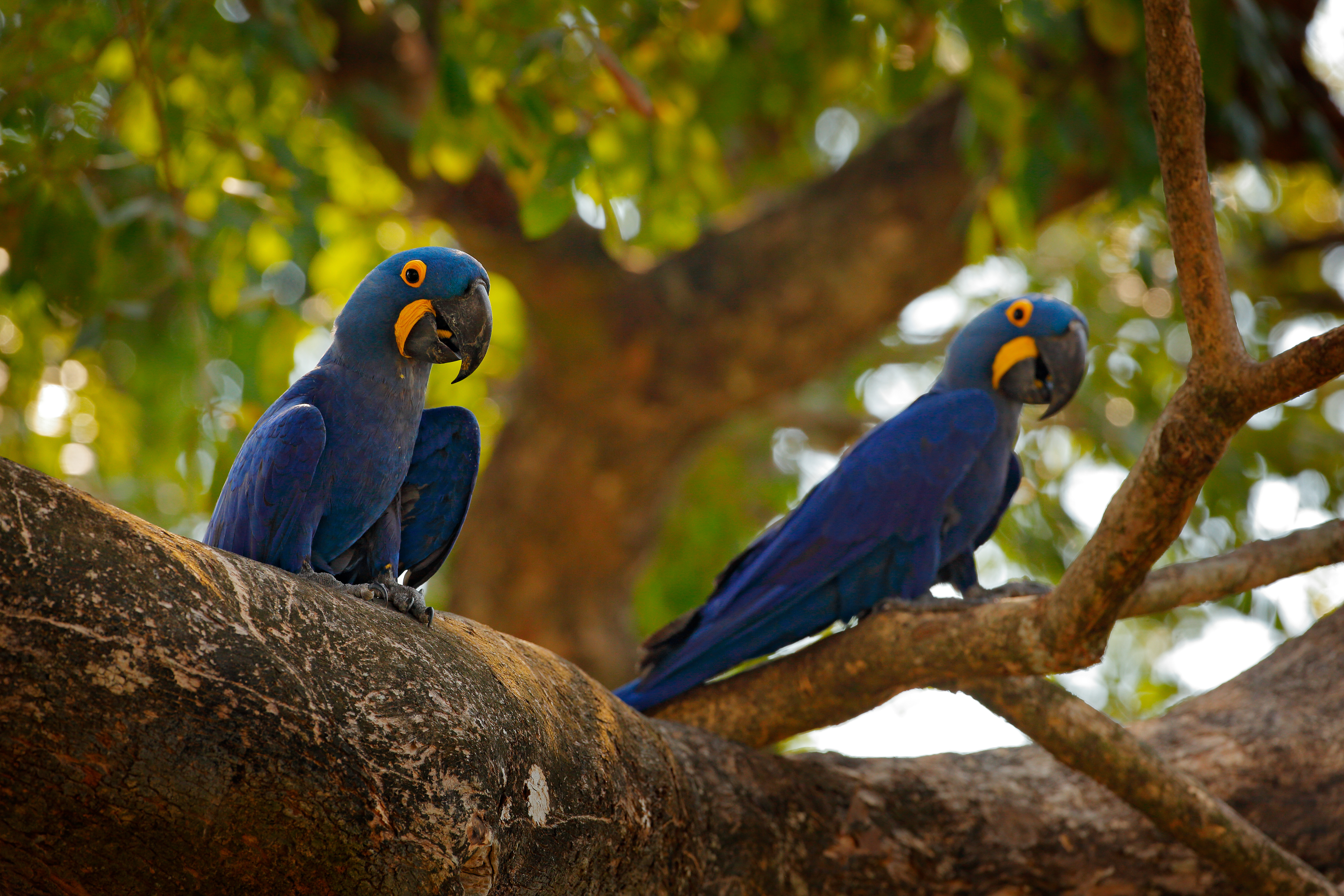 Brazil_Hyacinth_Macaws