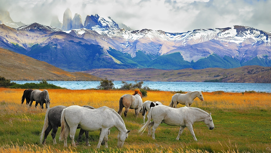 Horses, Torres Del Paine