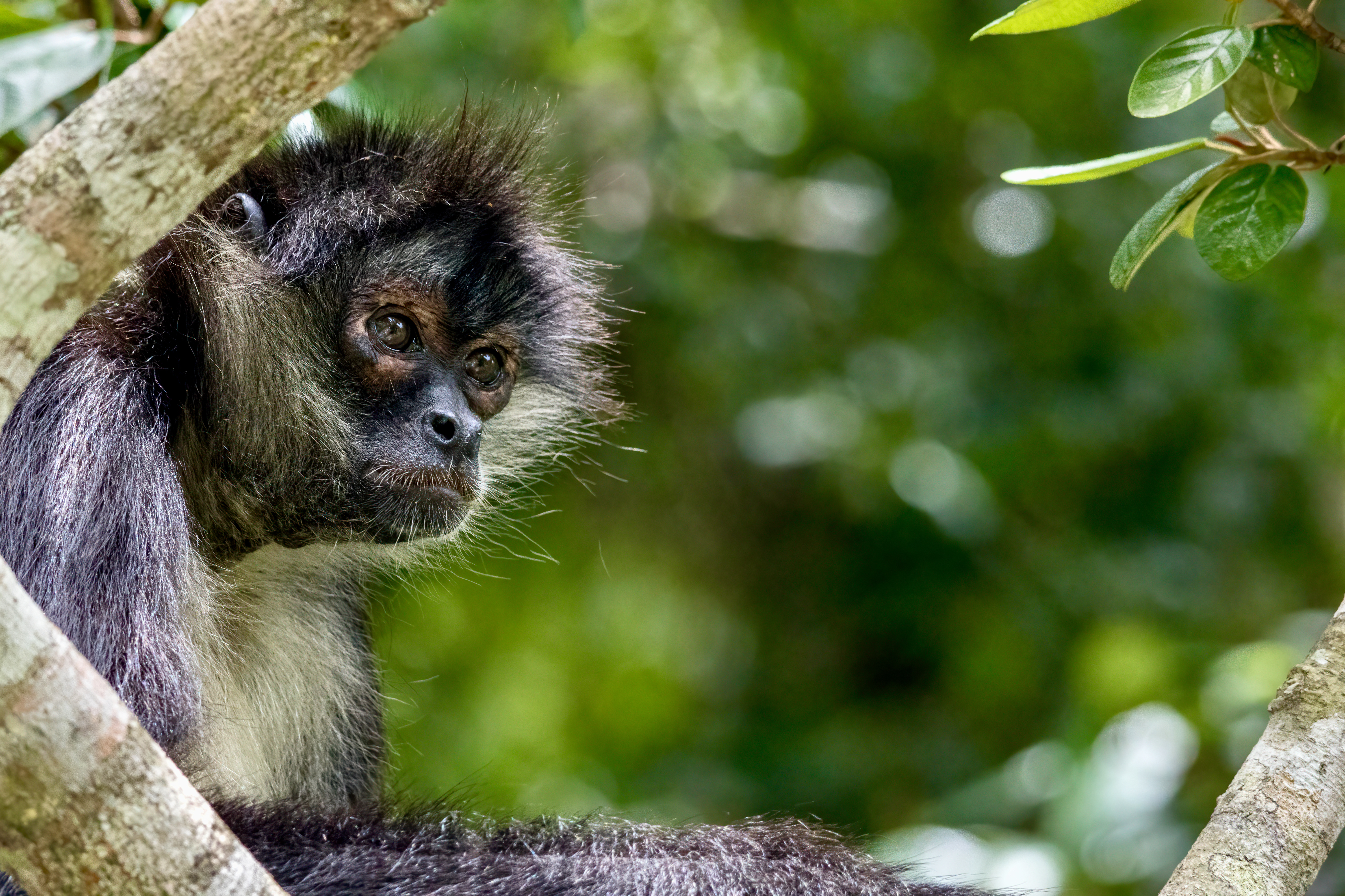 Guat_Geoffreys_Spider_Monkey