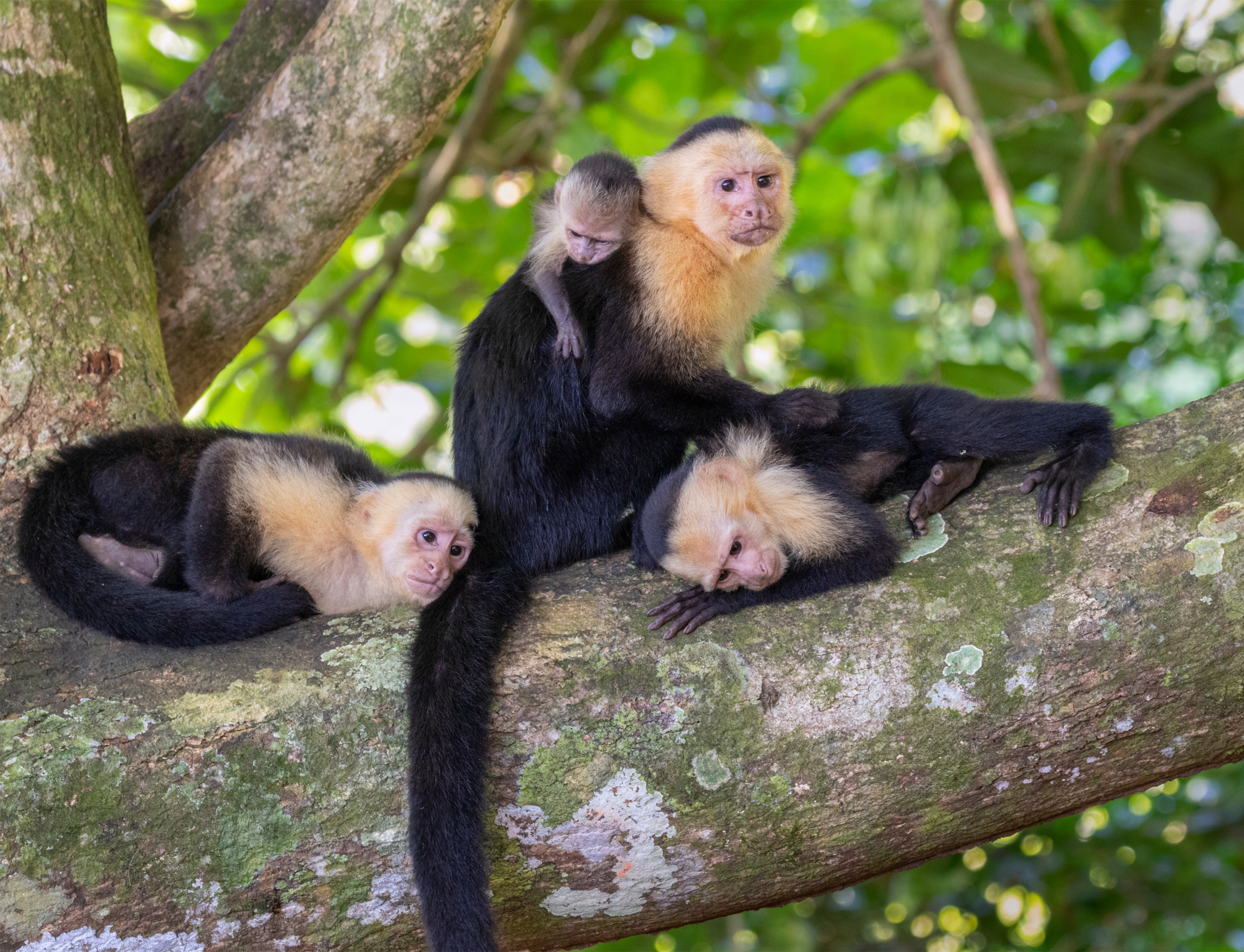 Costa_Rica_Capuchins_Manuel_Antonio