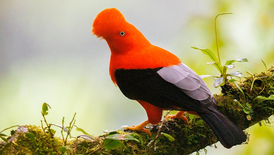 Andean cock-of-the-rock