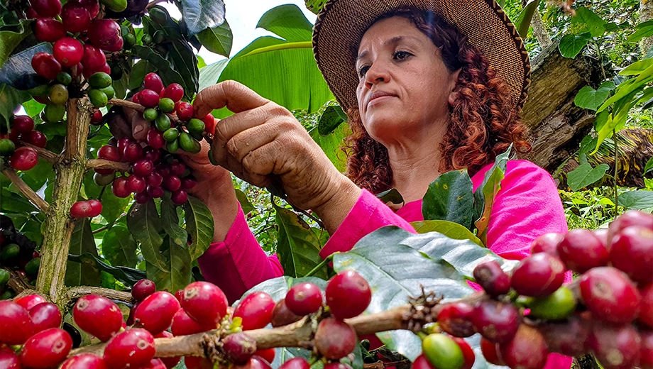 Woman picking coffee