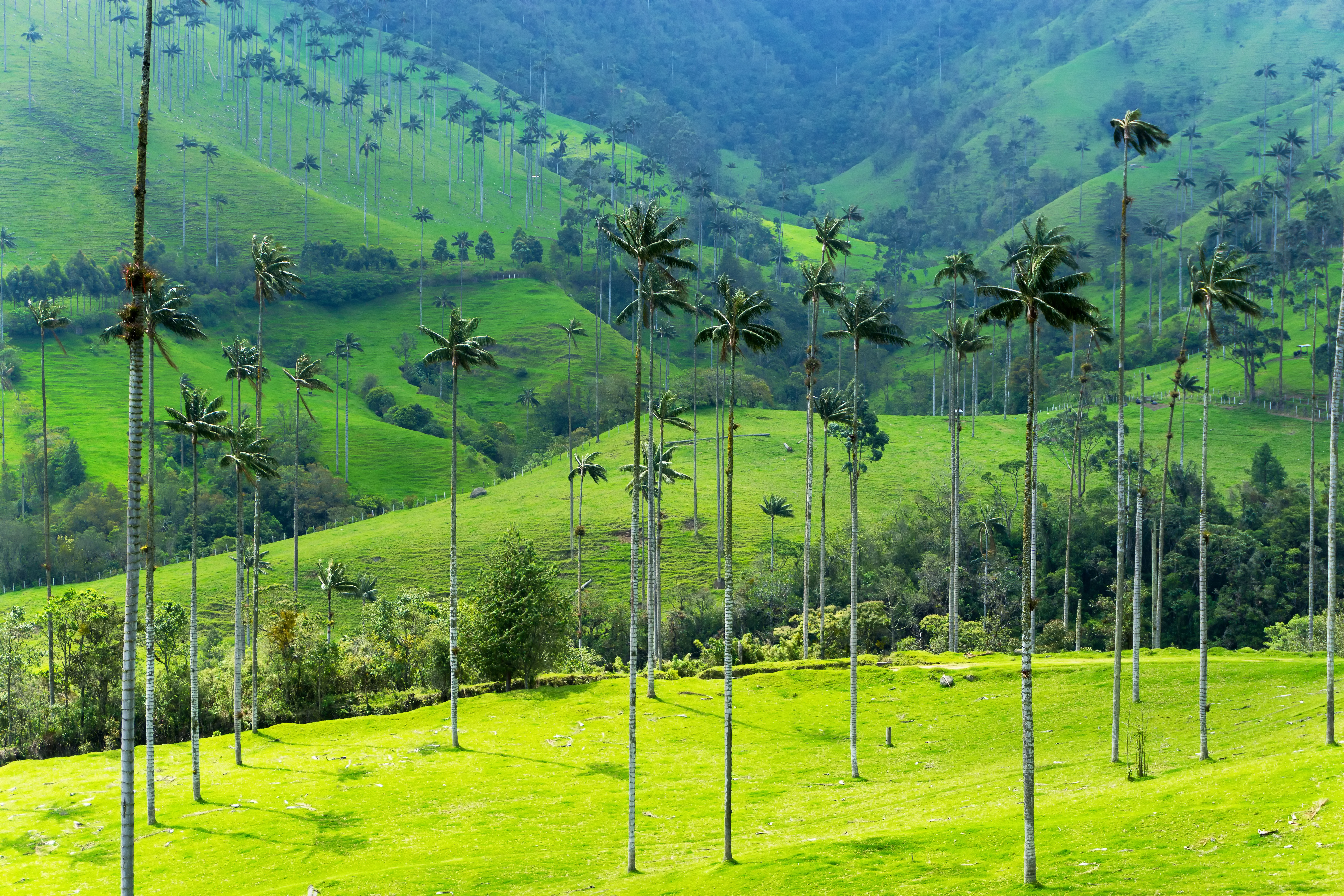 Colombia_Cocora_Valley_Wax_Palms