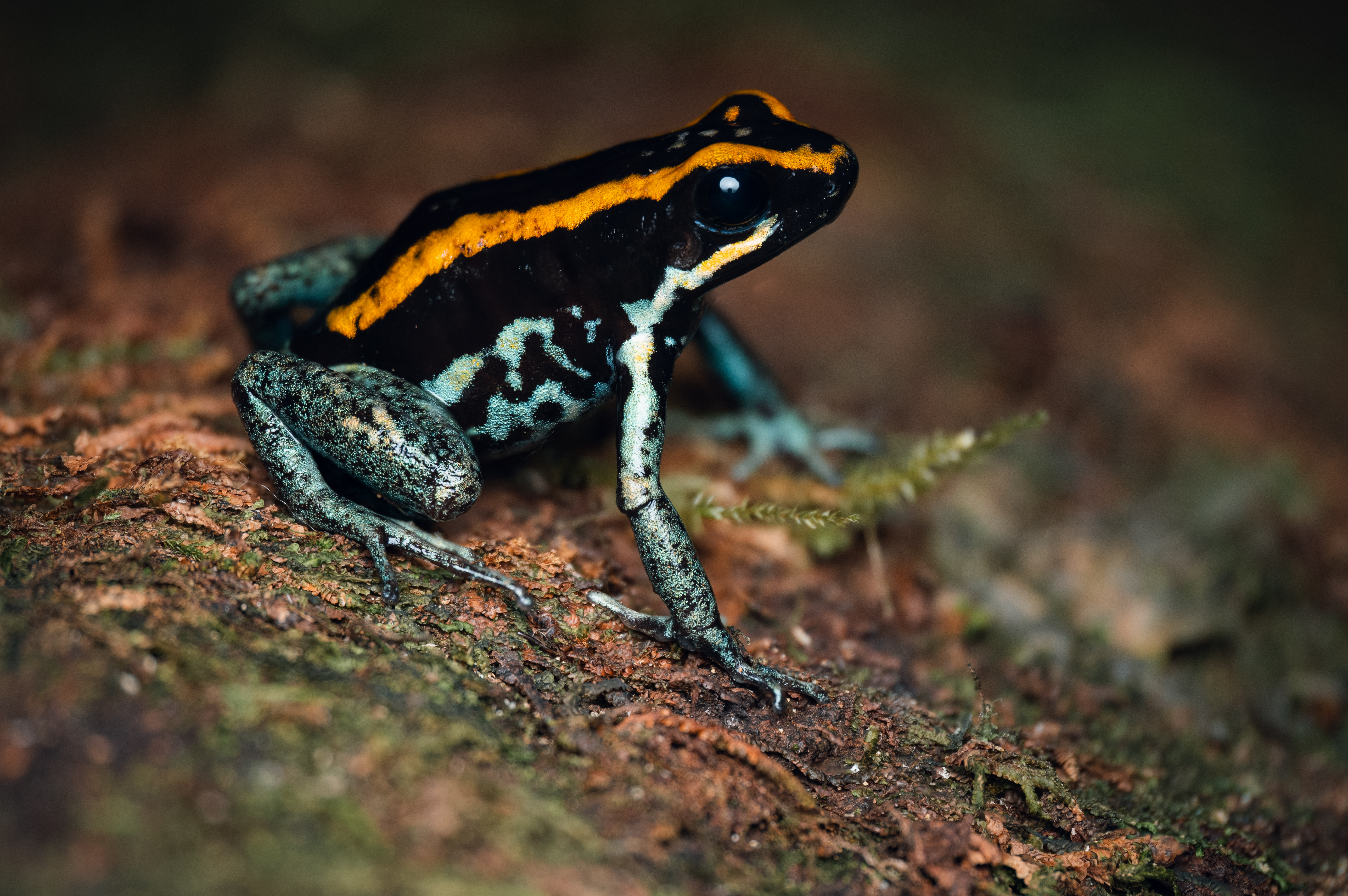 Costa_Rica_Golfodulcean_Poison_Frog_Osa_Peninsula