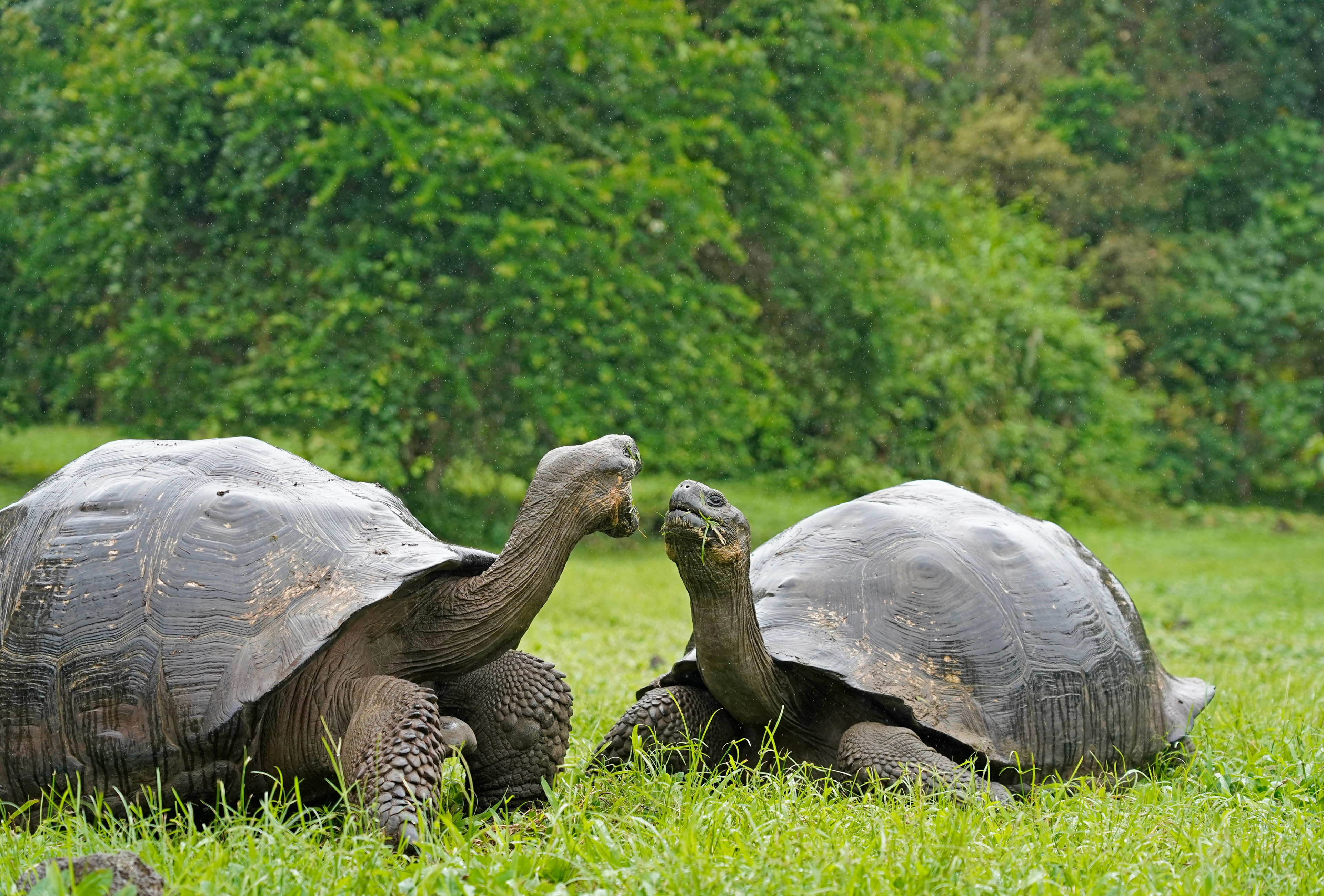 Galapagos_Giant tortoises fighting