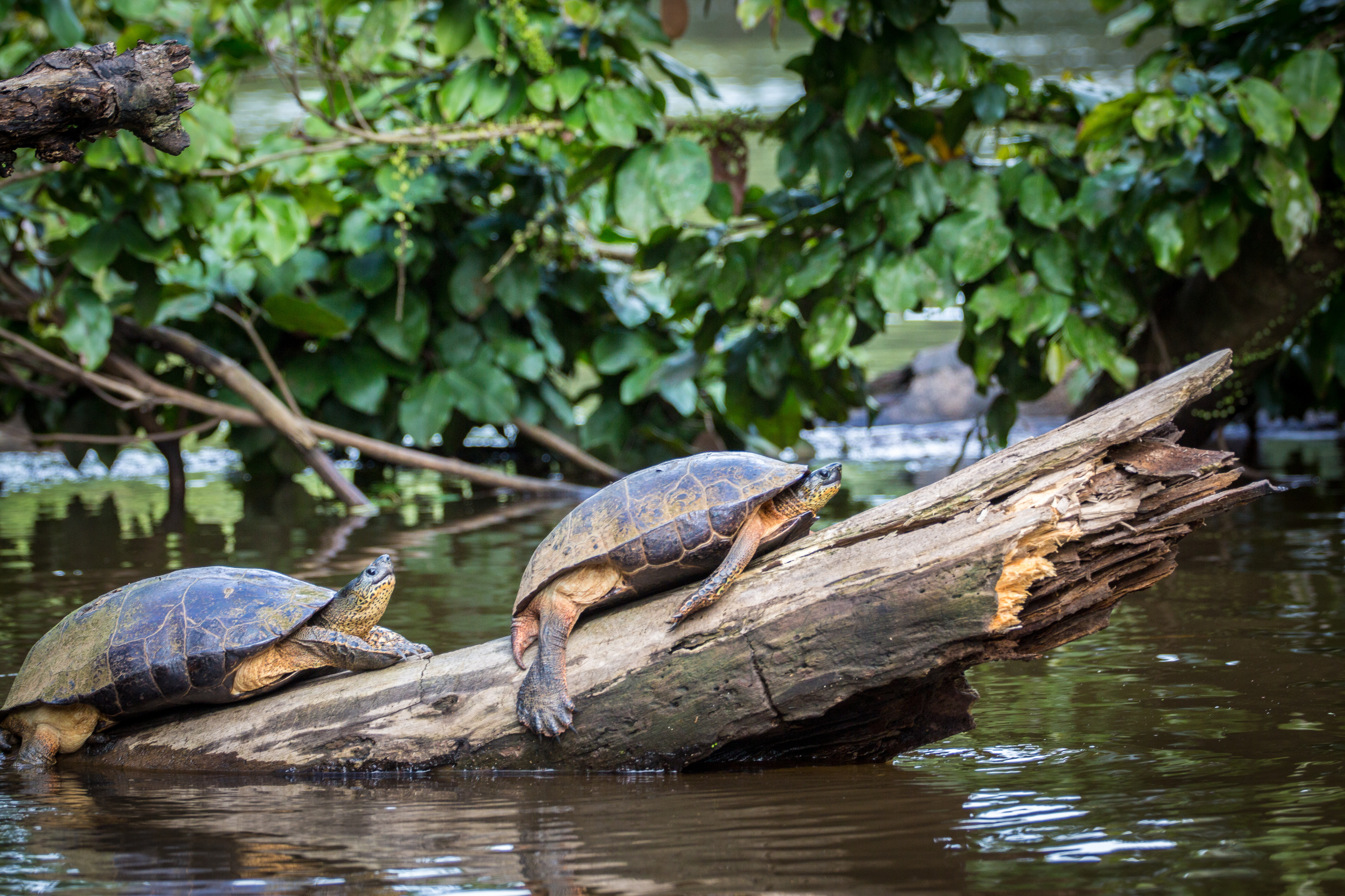 Costa Rica, Tortuguero, Wild Turtles