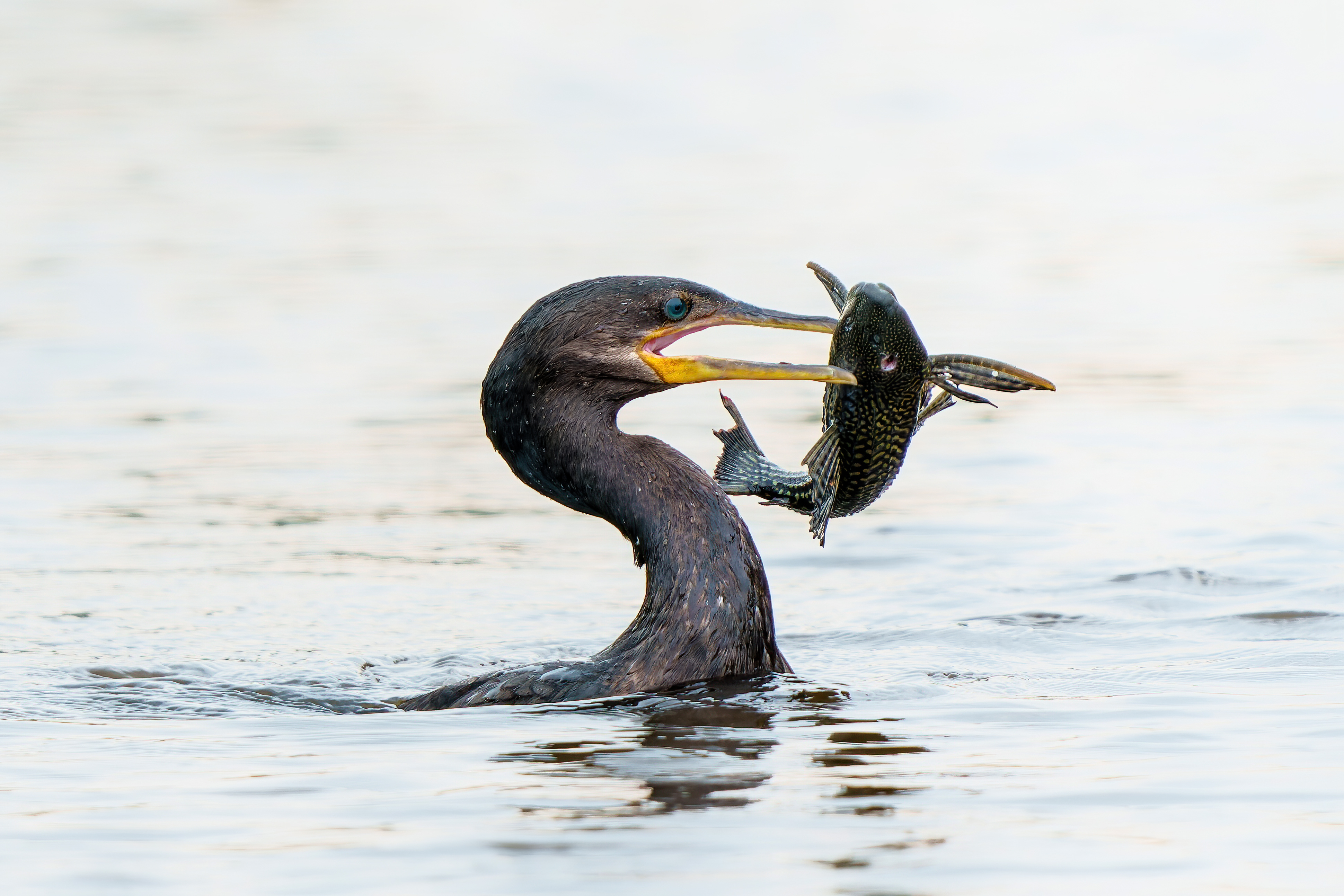 Brazil_Pantanal_Cormorant_Fish