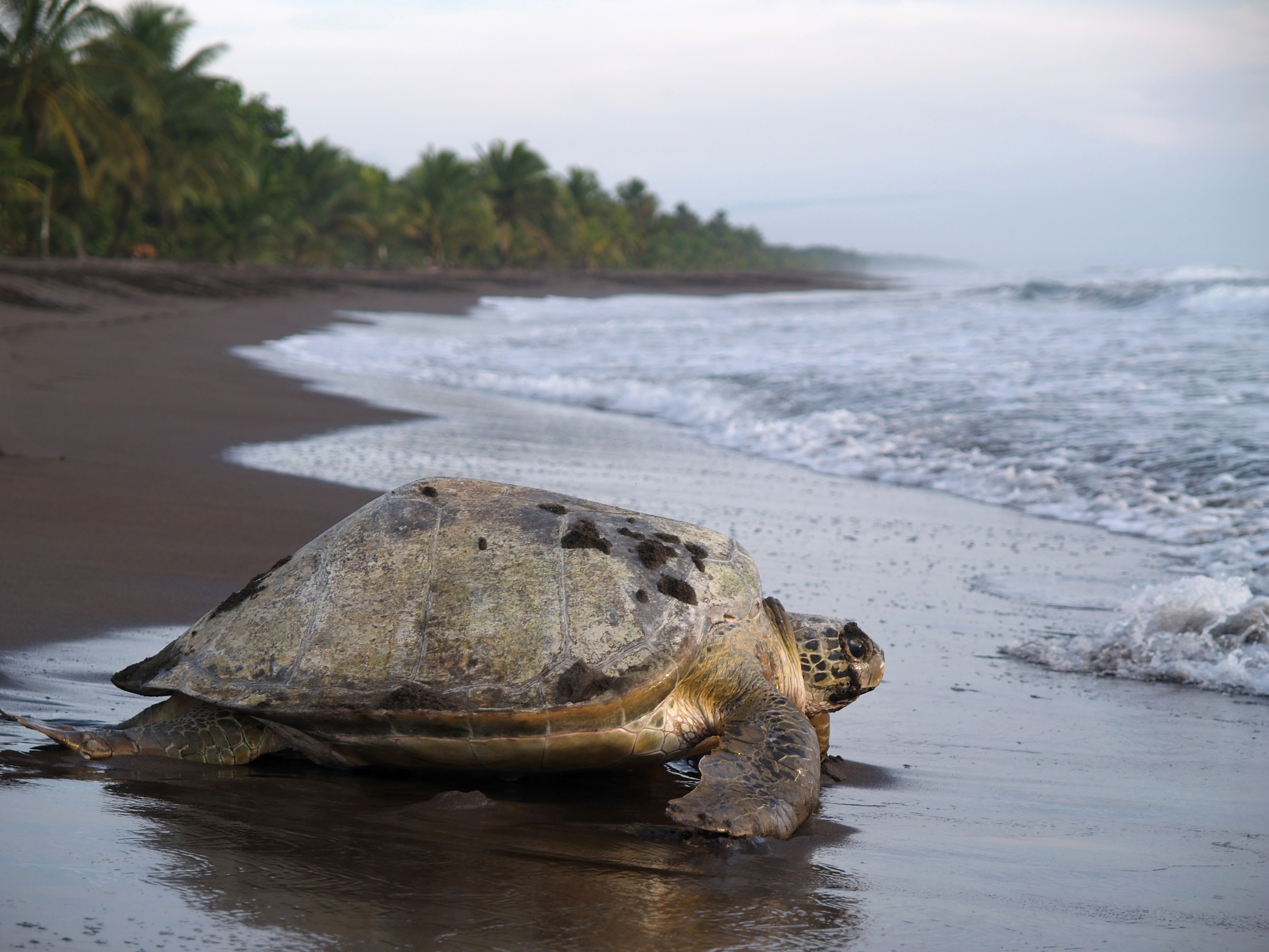 Costa_Rica_Tortuguero_Beach_Turtle