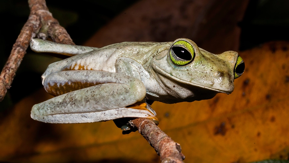 Guyana_Iwokrama_Emerald eyed tree frog