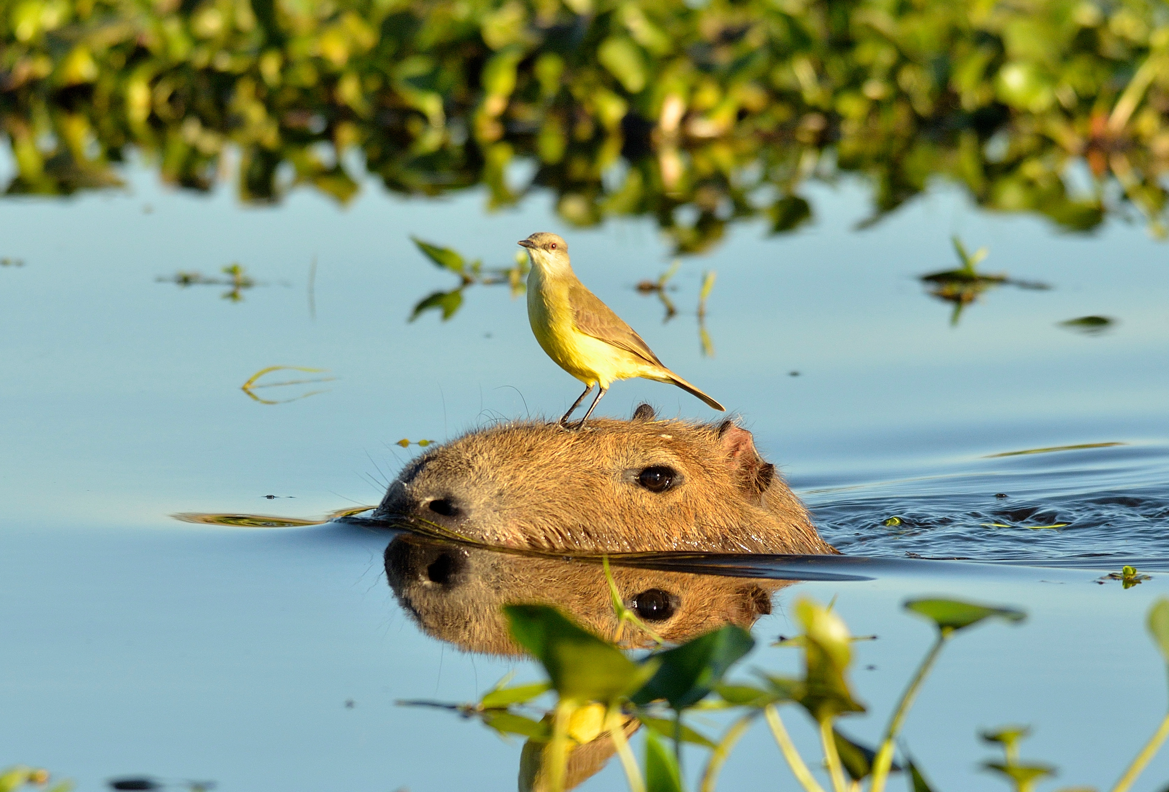 Argentina Capybara Bird Ibera Wetlands