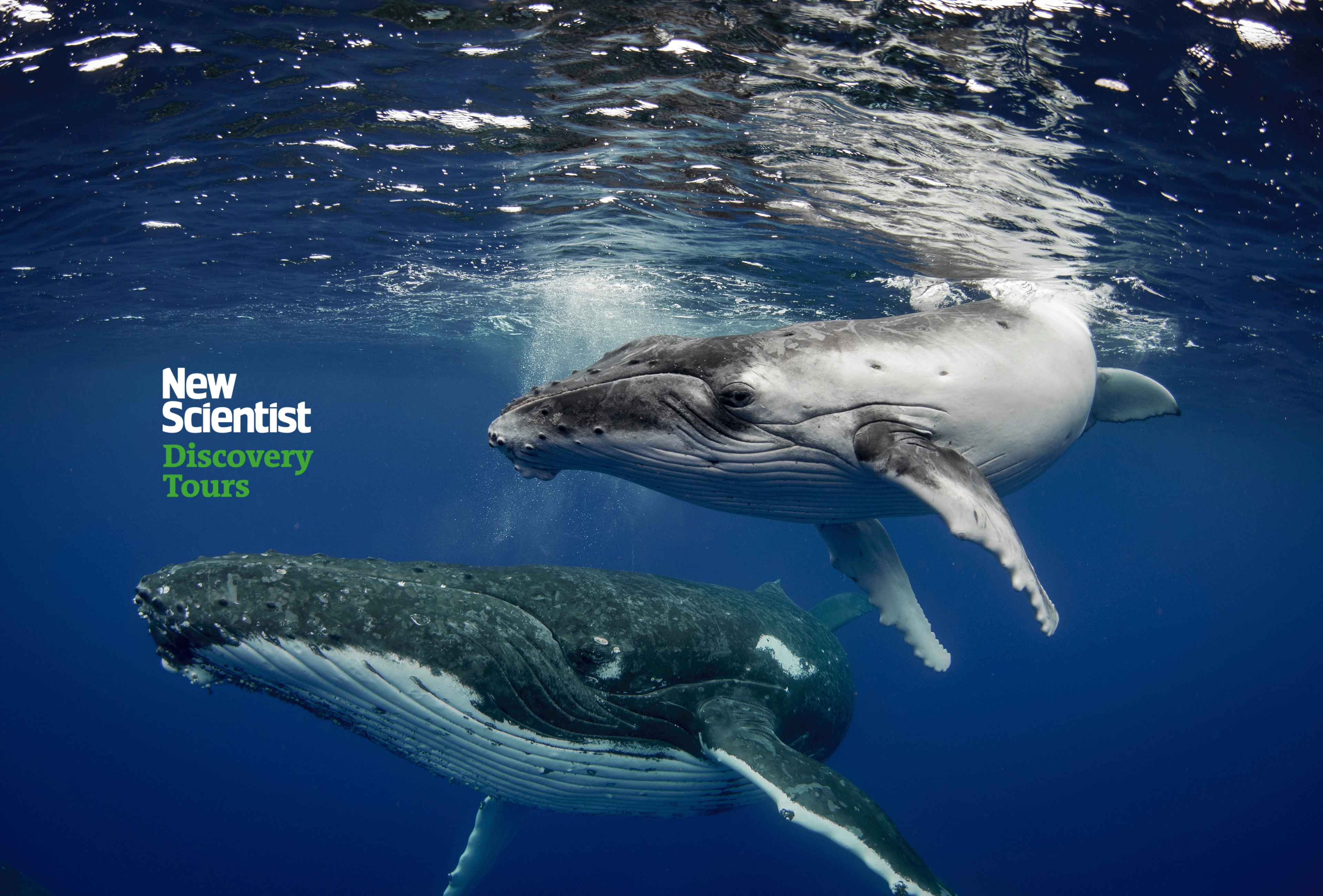 Humpback whale with calf in Baja California