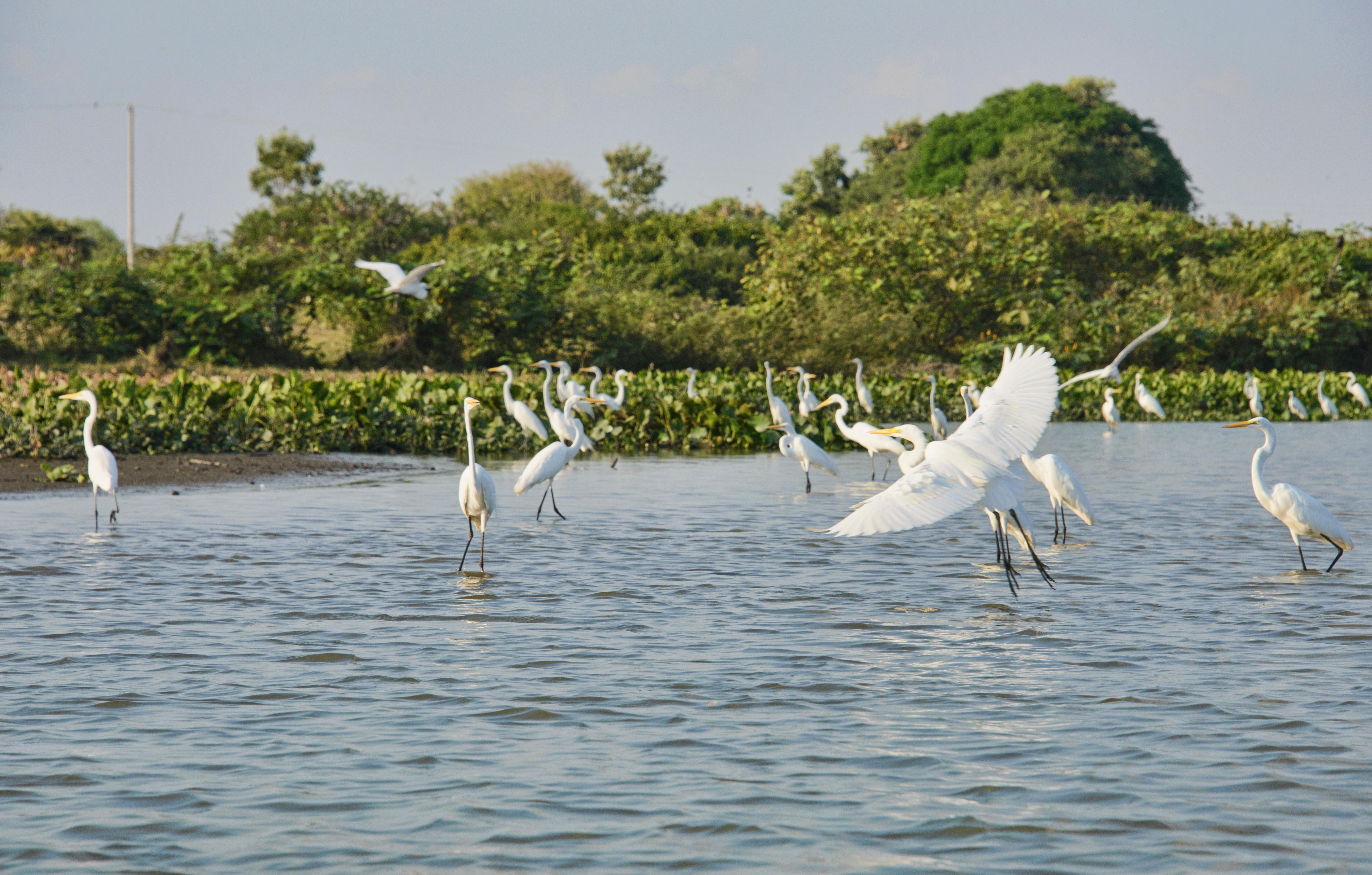 Colombia_Great egrets_Magdalena_River