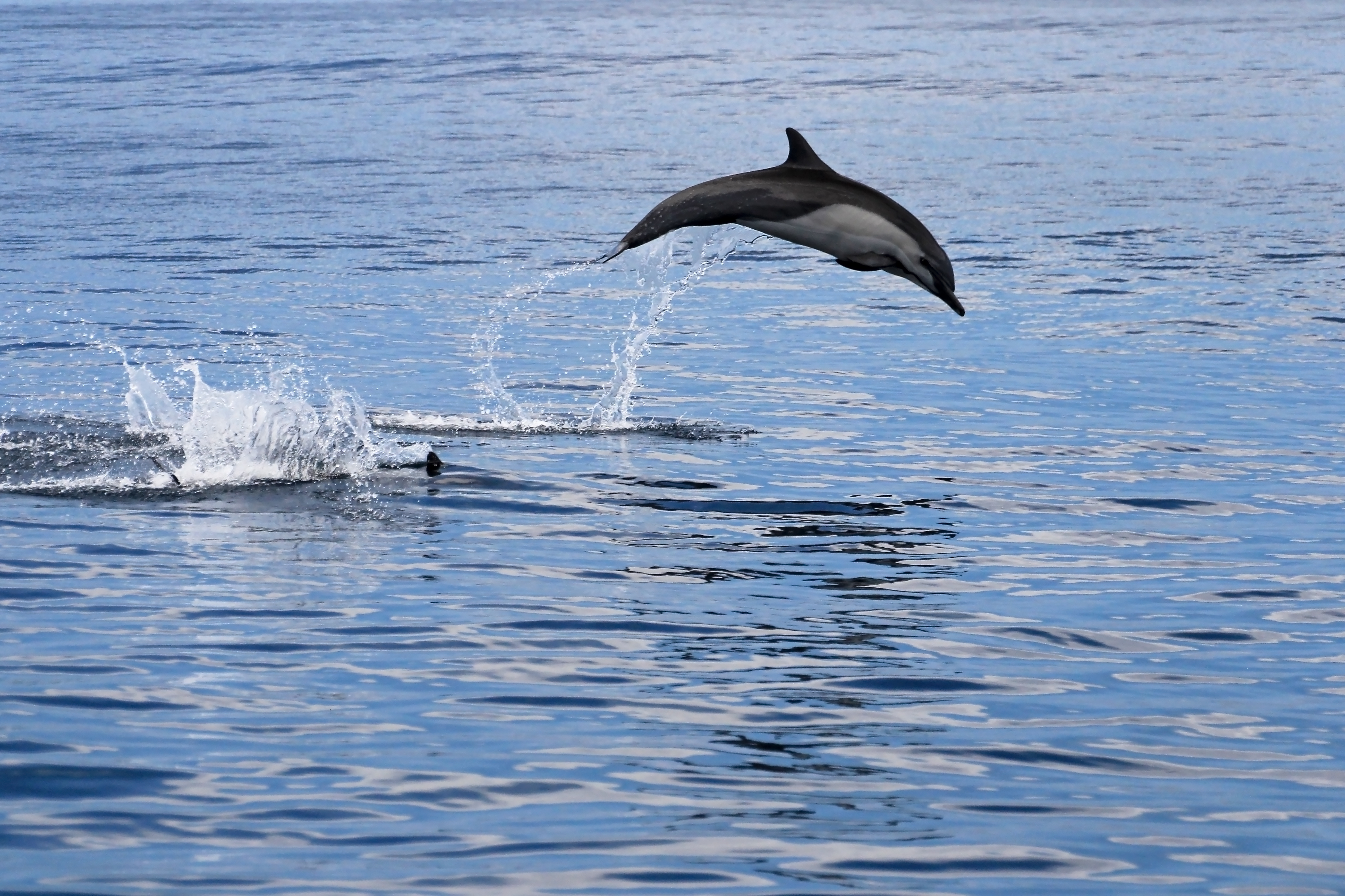 Costa Rica, Dolphins